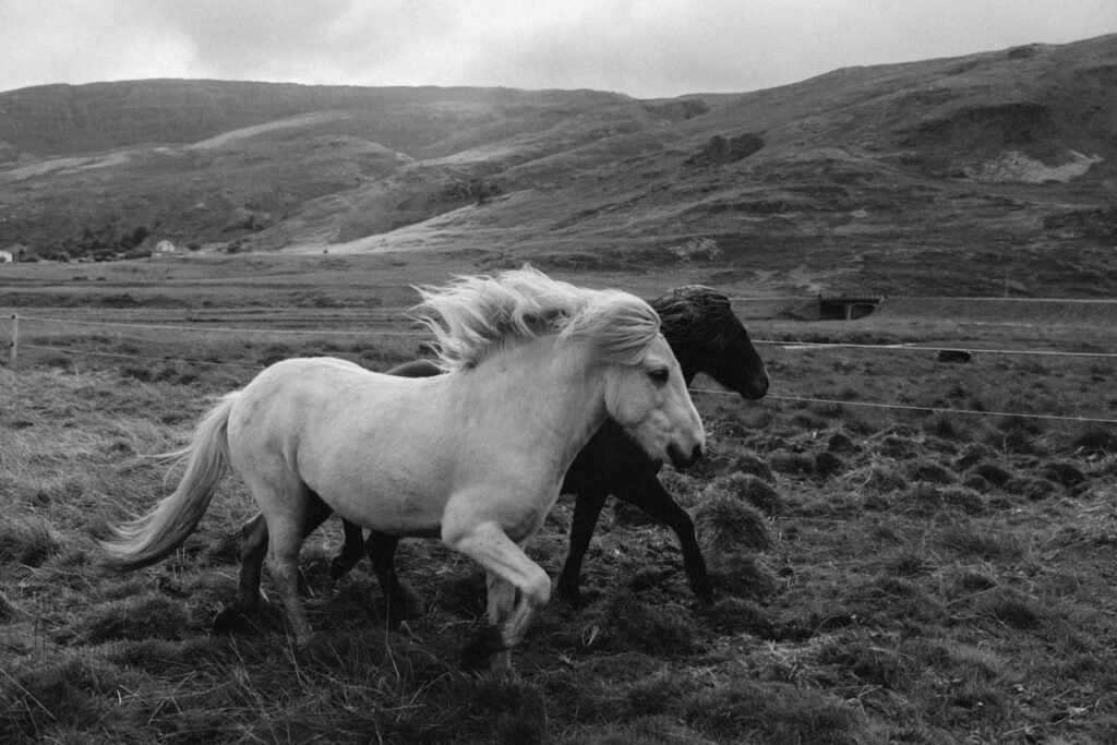 Iceland Horses Nickeysworld Photographer